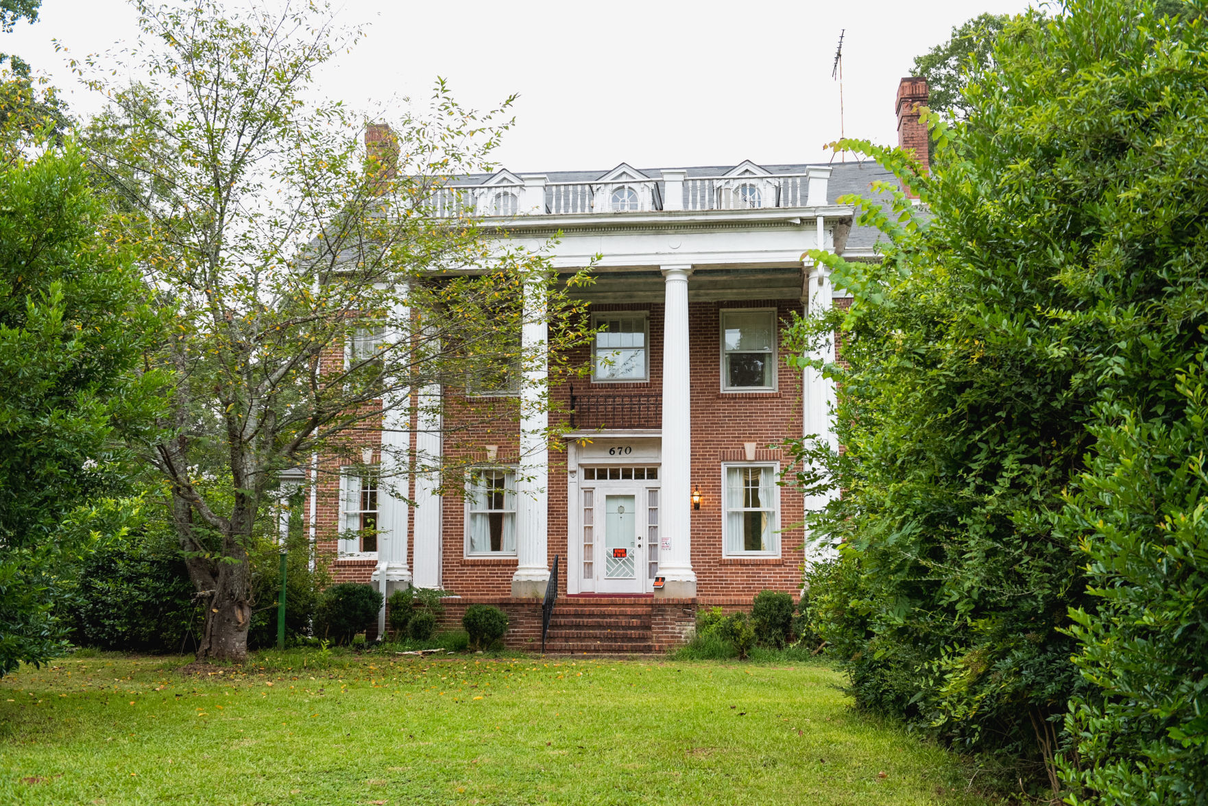 Camellia Hill